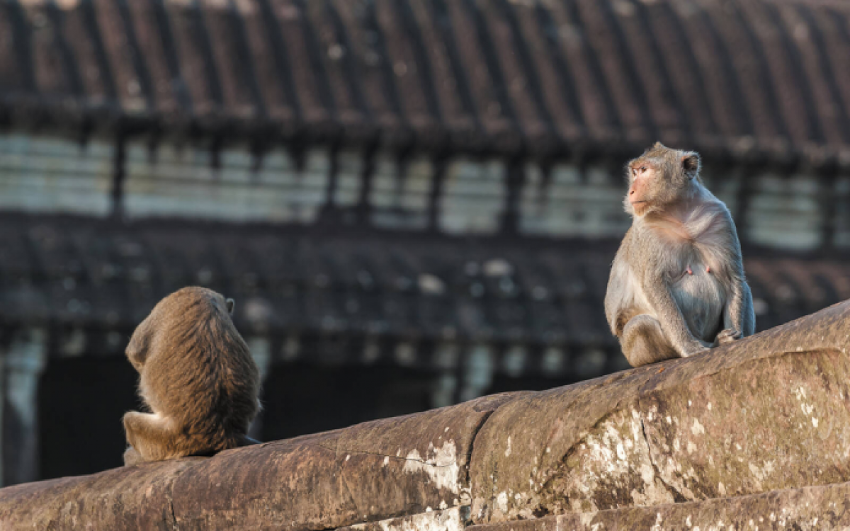 Cambodia Highlights Family Vacation Tour - 8 Days